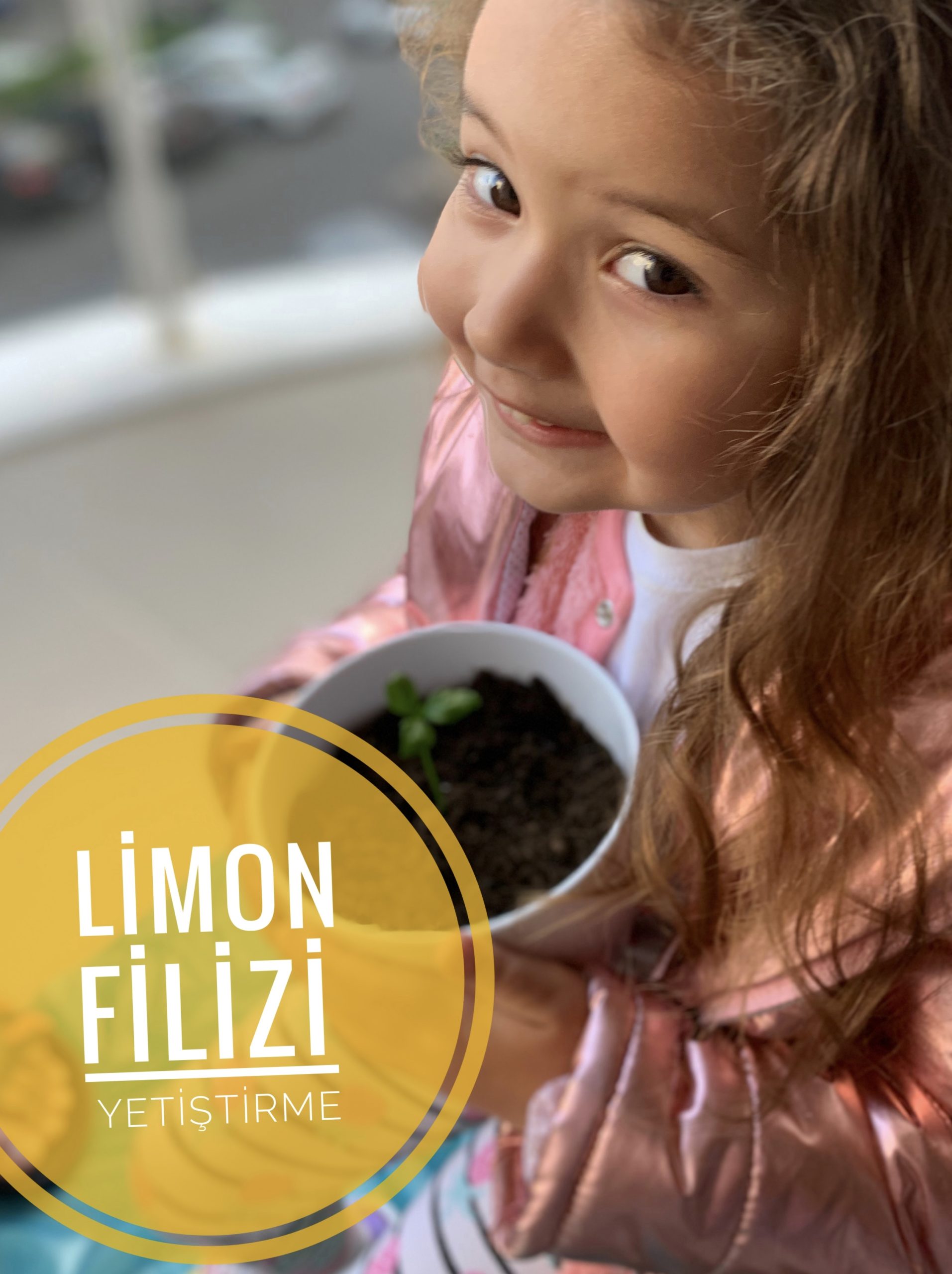 limon filizlendirme